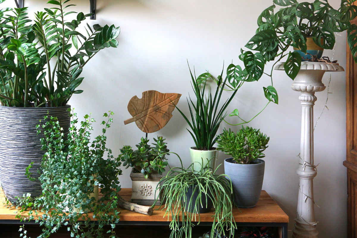 móvel com várias plantas. Imagem ilustrativa para texto urban jungle.