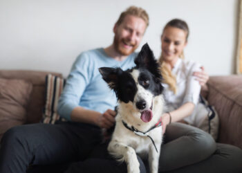 Pets em apartamentos: dicas para quem pretende adotar!