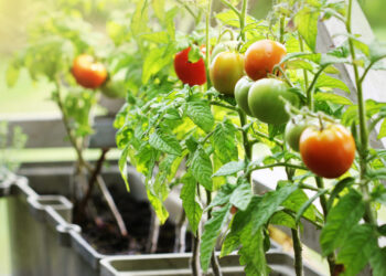 Como fazer horta em apartamento: 7 dicas para você cultivar a sua
