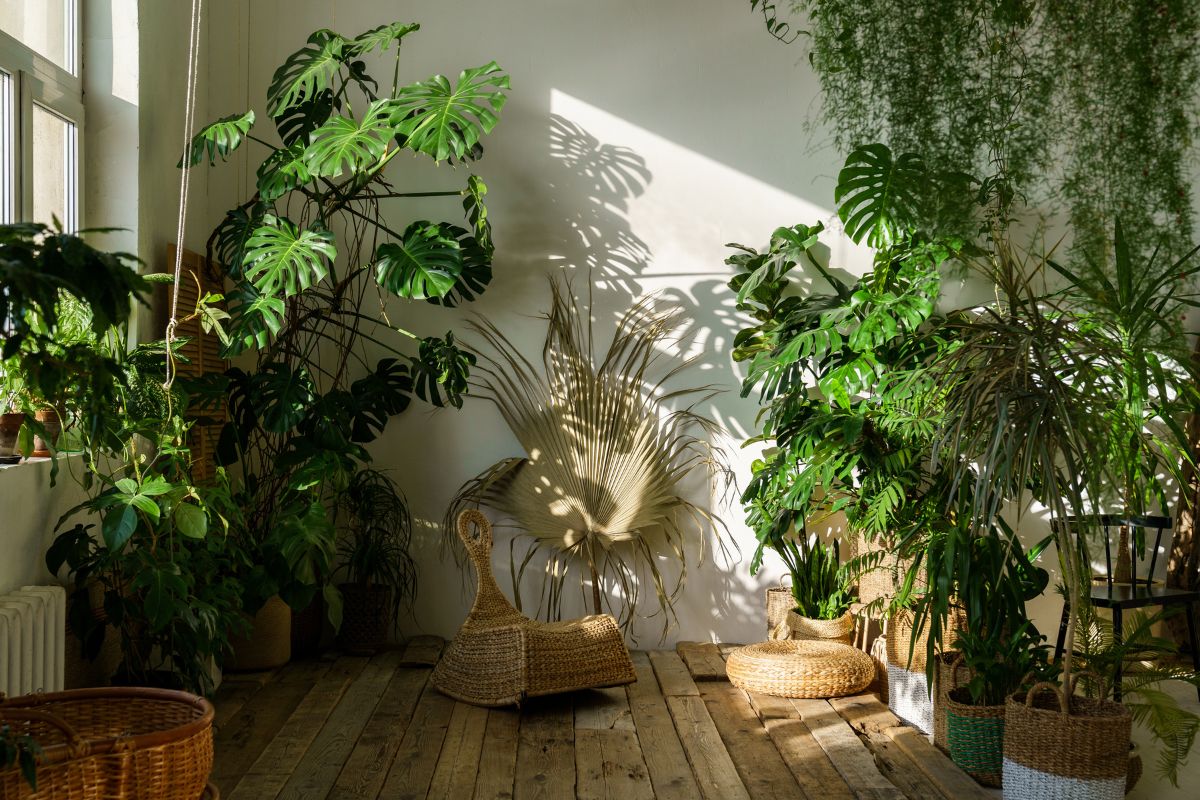 plantas para apartamento pequeno