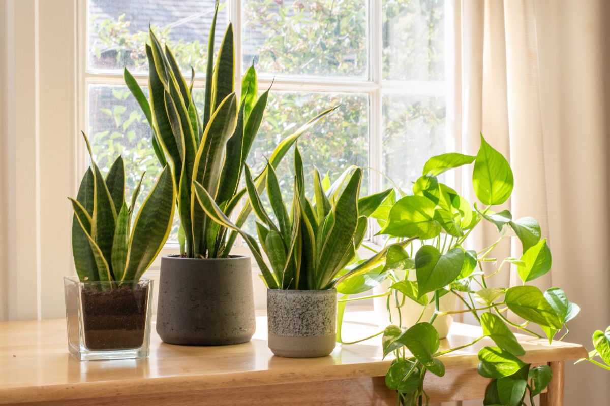 plantas para apartamento pequeno