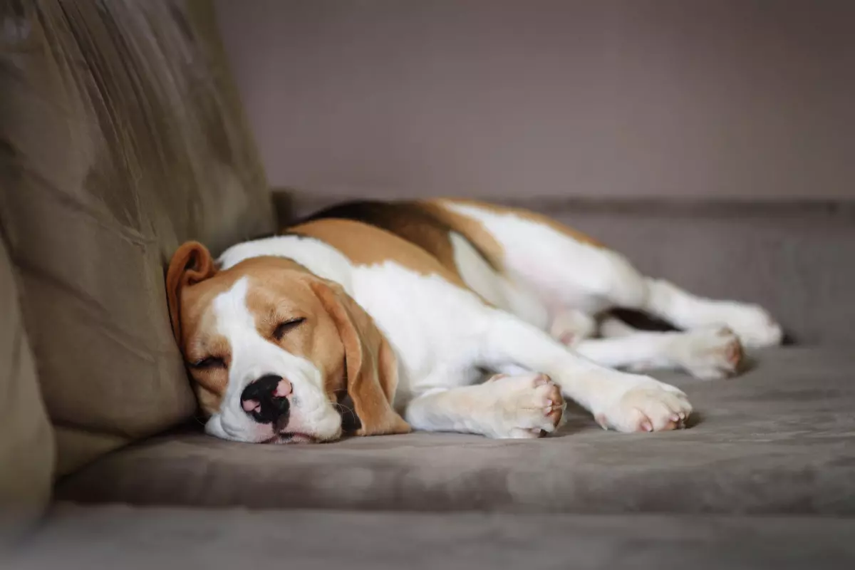 Cachorro deitado em sofá. Imagem ilustrativa para texto cachorro para apartamento.