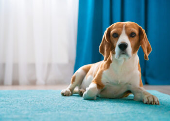 Cachorro para apartamento: saiba como não ter problemas com vizinhos!