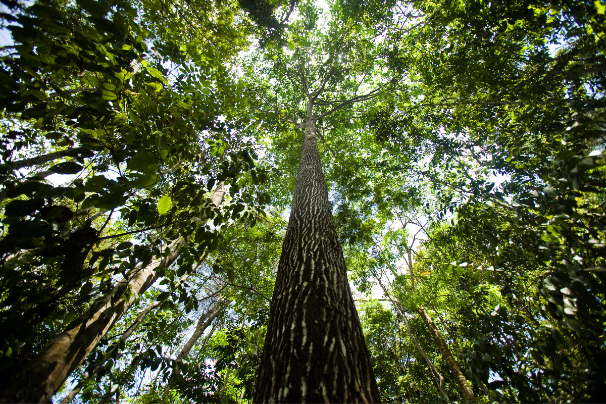 Espécie de árvore na floresta. Imagem ilustrativa para texto dia da amazônia.