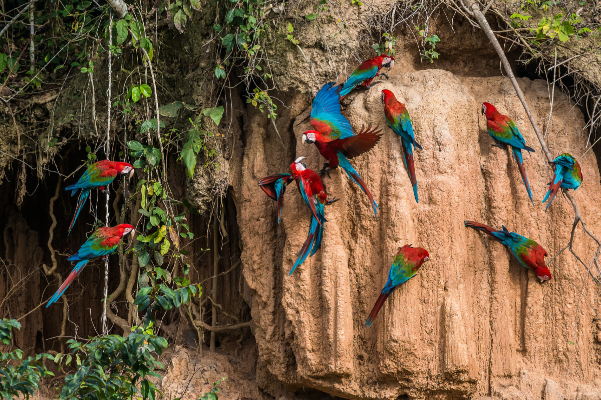 Dia da Amazônia: conheça tudo sobre essa data e sua importância Araras em floresta. Imagem ilustrativa para texto dia da amazônia.