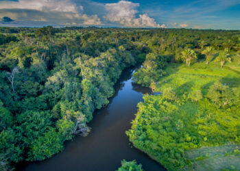 Dia da Amazônia: conheça tudo sobre essa data e sua importância