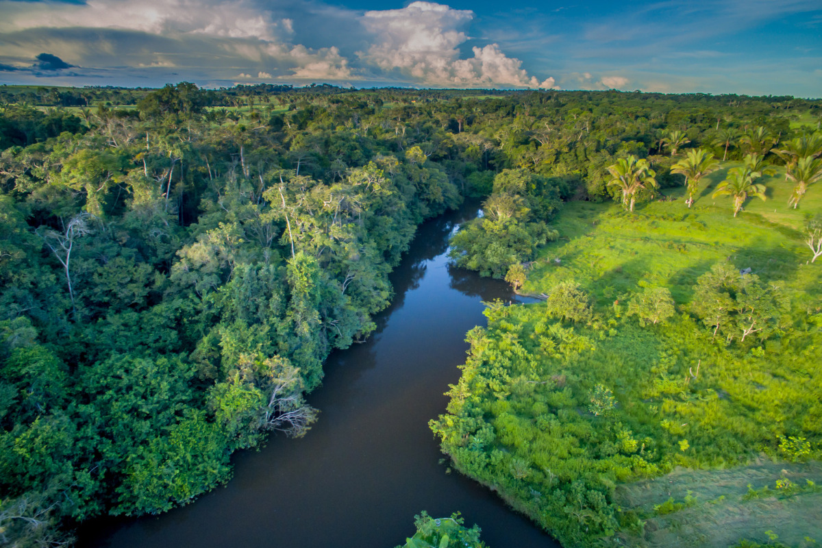 Dia da Amazônia: conheça tudo sobre essa data e sua importância Riva Incorporadora