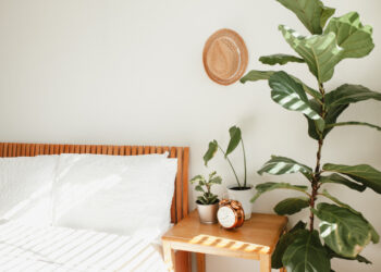 Quais as melhores plantas para quarto? Descubra agora ótimas espécies para o ambiente