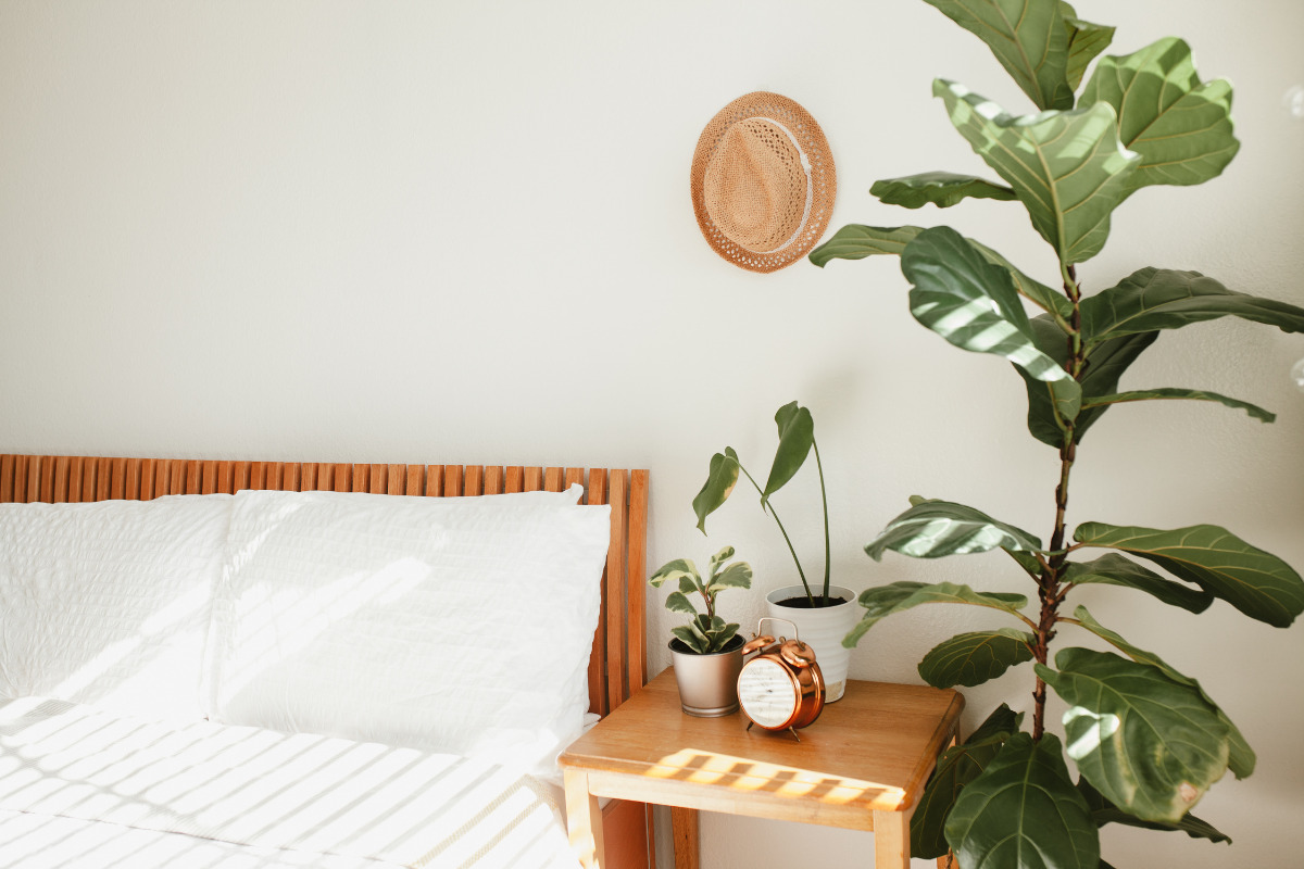 Quais as melhores plantas para quarto? Descubra agora ótimas espécies para o ambiente Riva Incorporadora