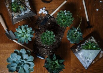 Como fazer um terrário: confira o passo a passo