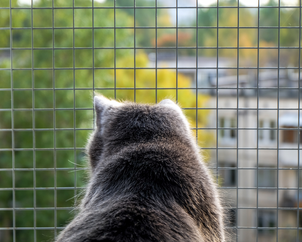 Gato cinza na janela com tela de aço inoxidável