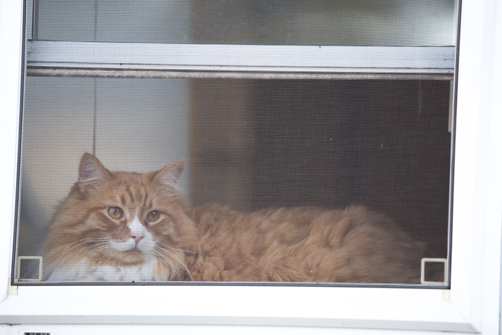 Gato em uma janela com tela de proteção de vidro