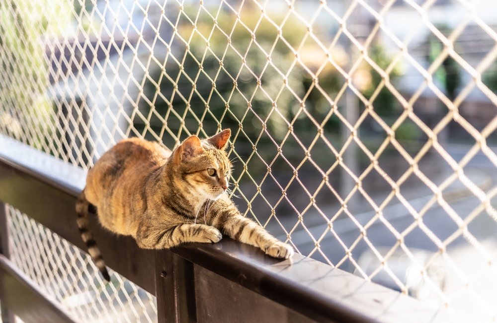 Gato em uma sacada com tela de proteção polietileno