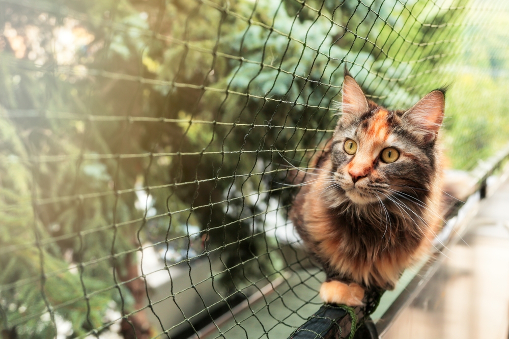 Gato em uma janela com tela de proteção poliamida